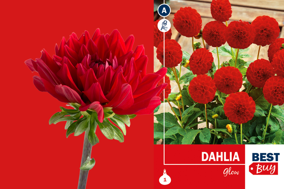 Best buy Dahlia Pompon Glow 1/1 