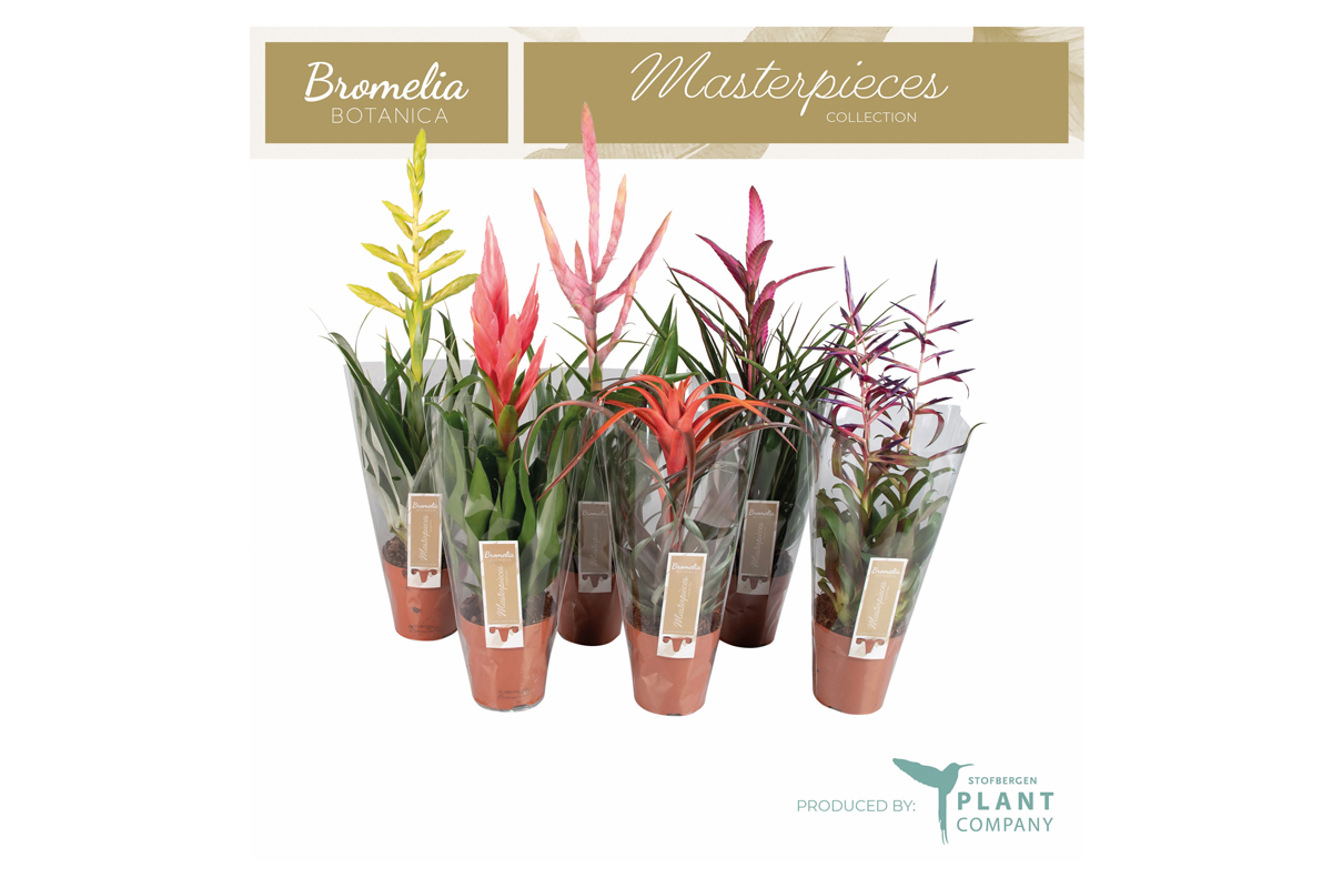 TILANCIJA MIX (Tillandsia sp., Luxe Mix), P12H55