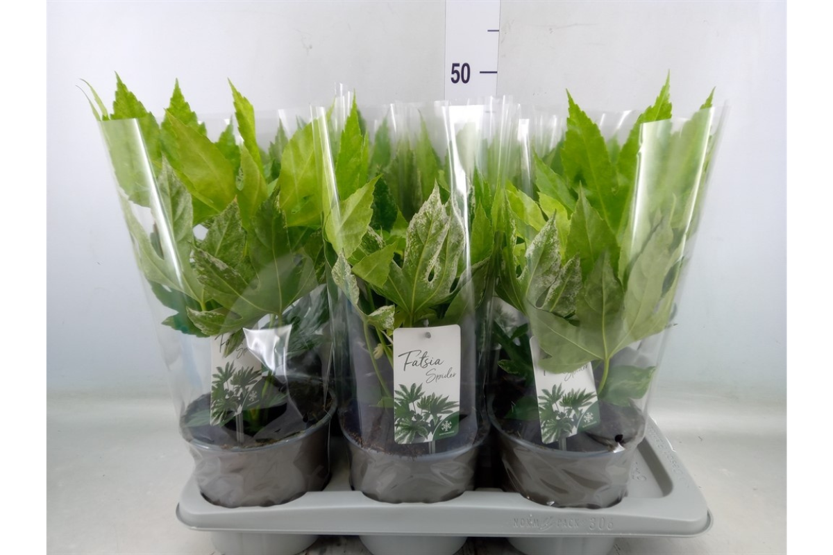 SOBNA ARALIJA (Fatsia japonica