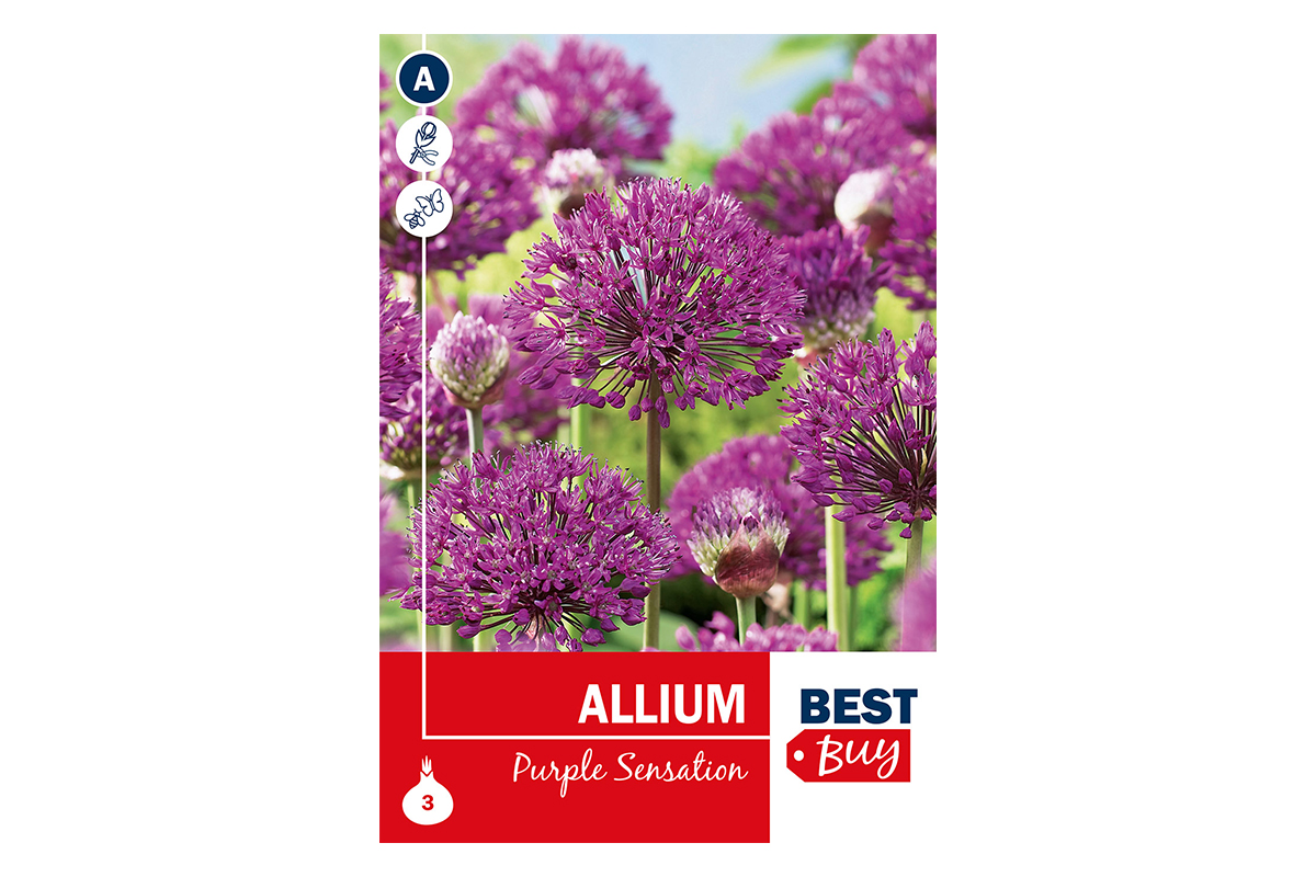 Super Best Buy Allium Purple Sensation 3/1 