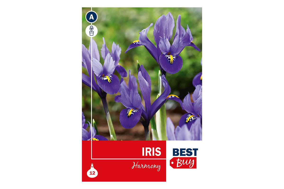 Super Best Buy Iris Reticulata Harmony 8/1 