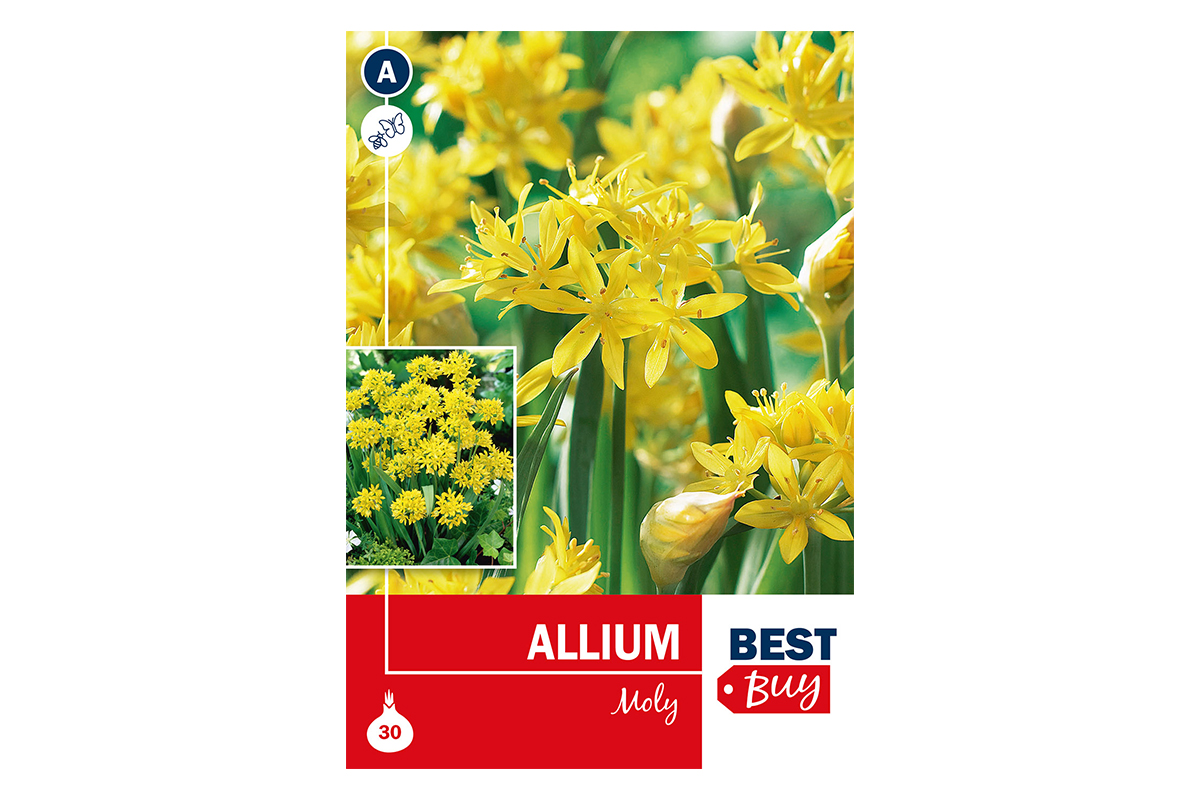 Super Best  Buy Allium Moly 30/1 