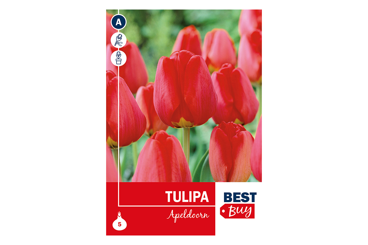 Super Best Buy Tulipa Darwin H. Apeldoorn 5/1 