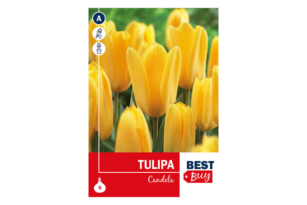 Super Best  Buy Tulipa Fosteriana Candela 5/1 