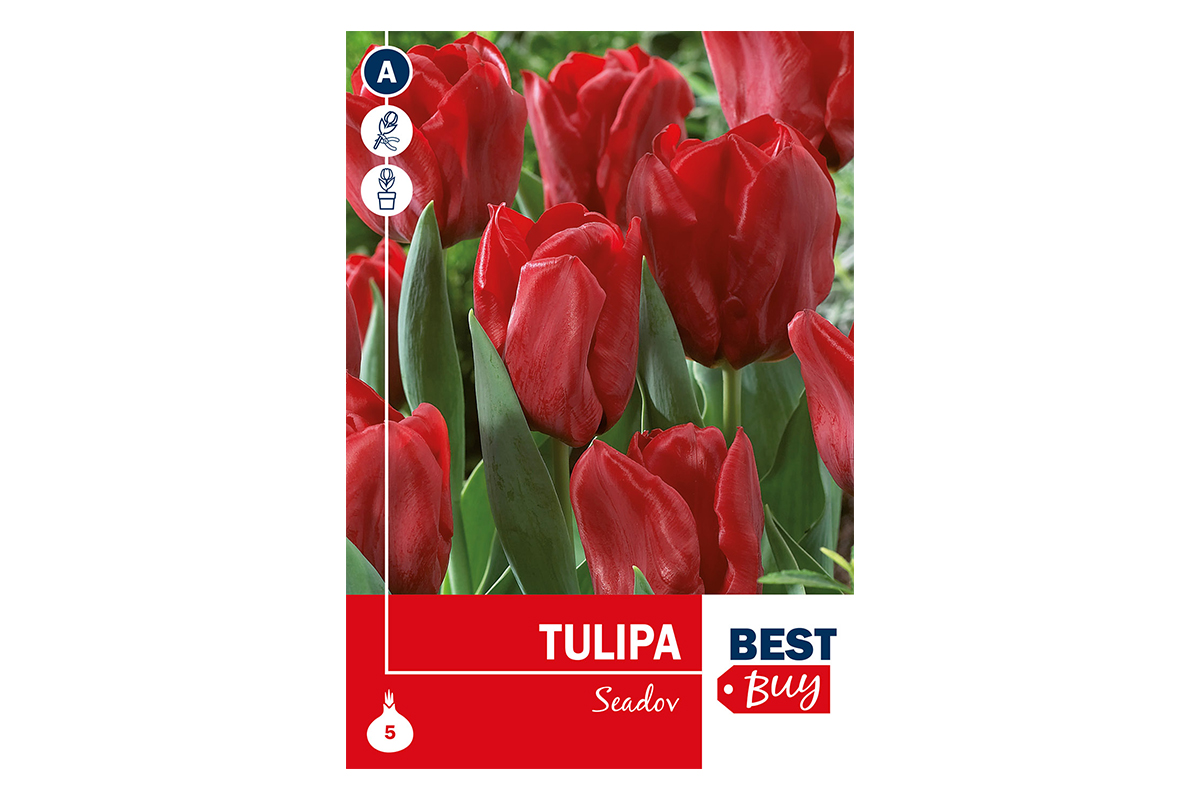 Super Best Buy Tulipa Triumph Seadov 5/1 