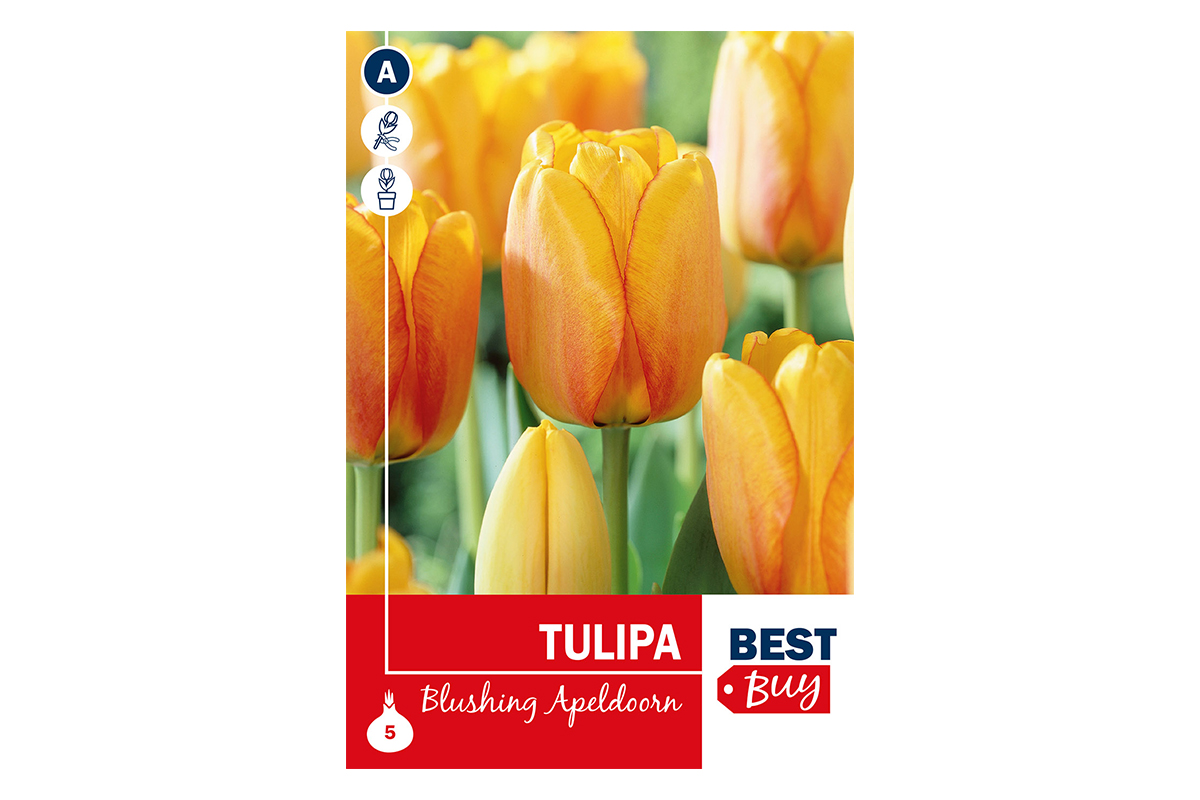 Super Best Buy Tulipa Darwin H. Blushing Apeldoorn 5/1 
