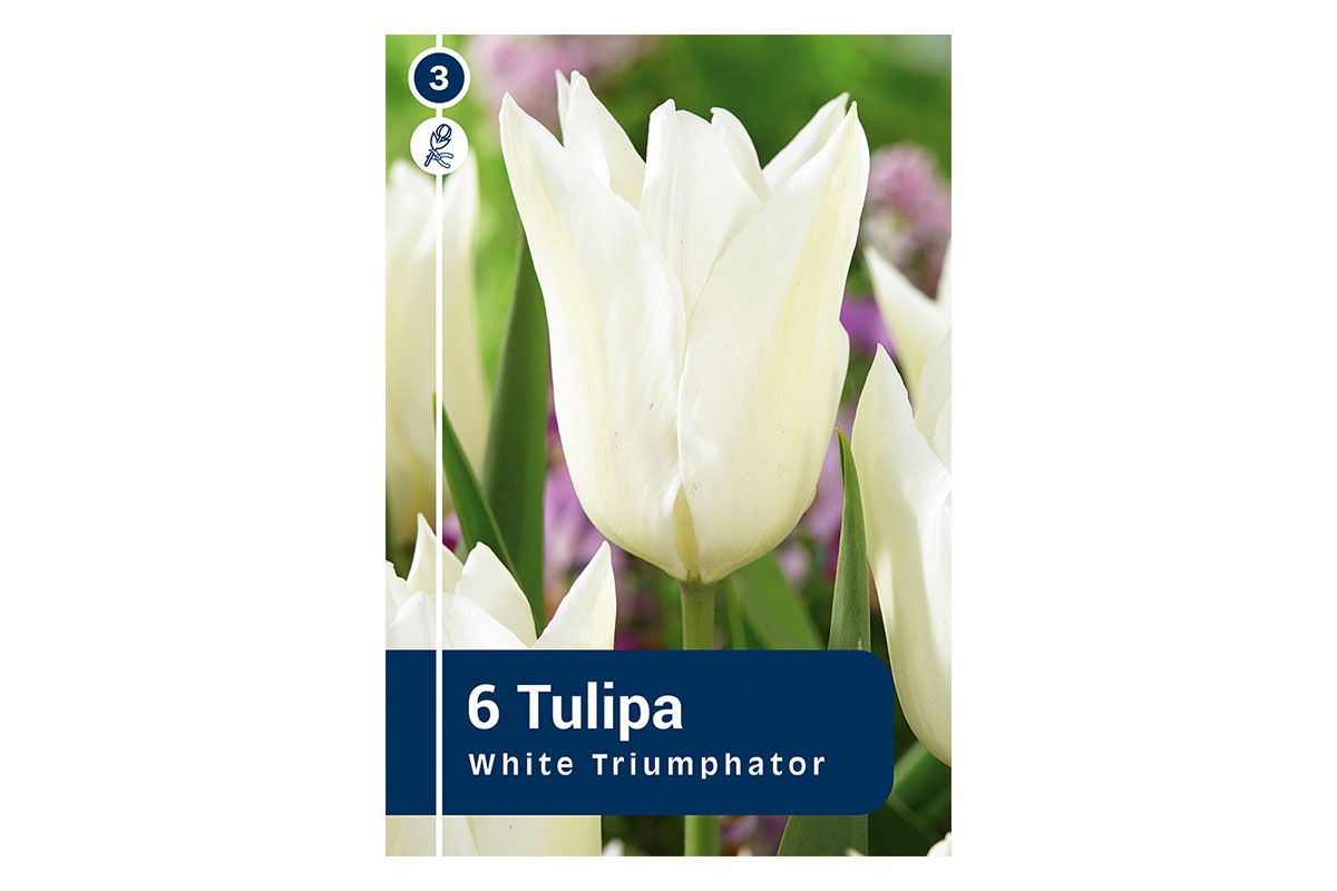 Master Tulipa White Triumphator 6/1 
