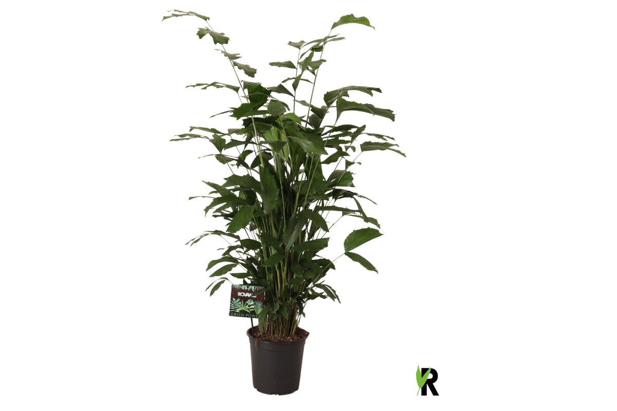 PALMA CARYOTA (Caryota mitis), P24H140