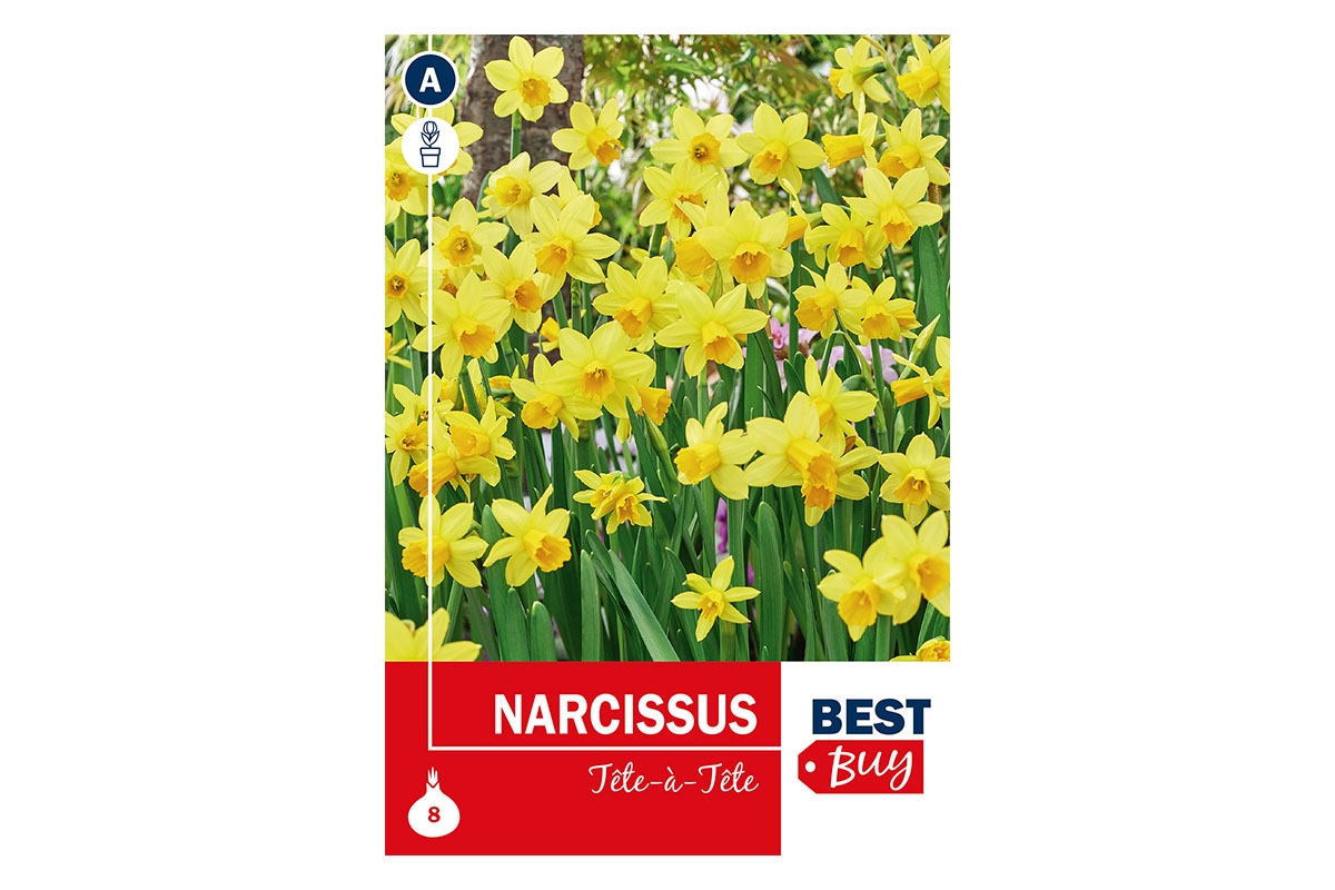 Super Best Buy Narcissus Tête Á Tête 8/1 