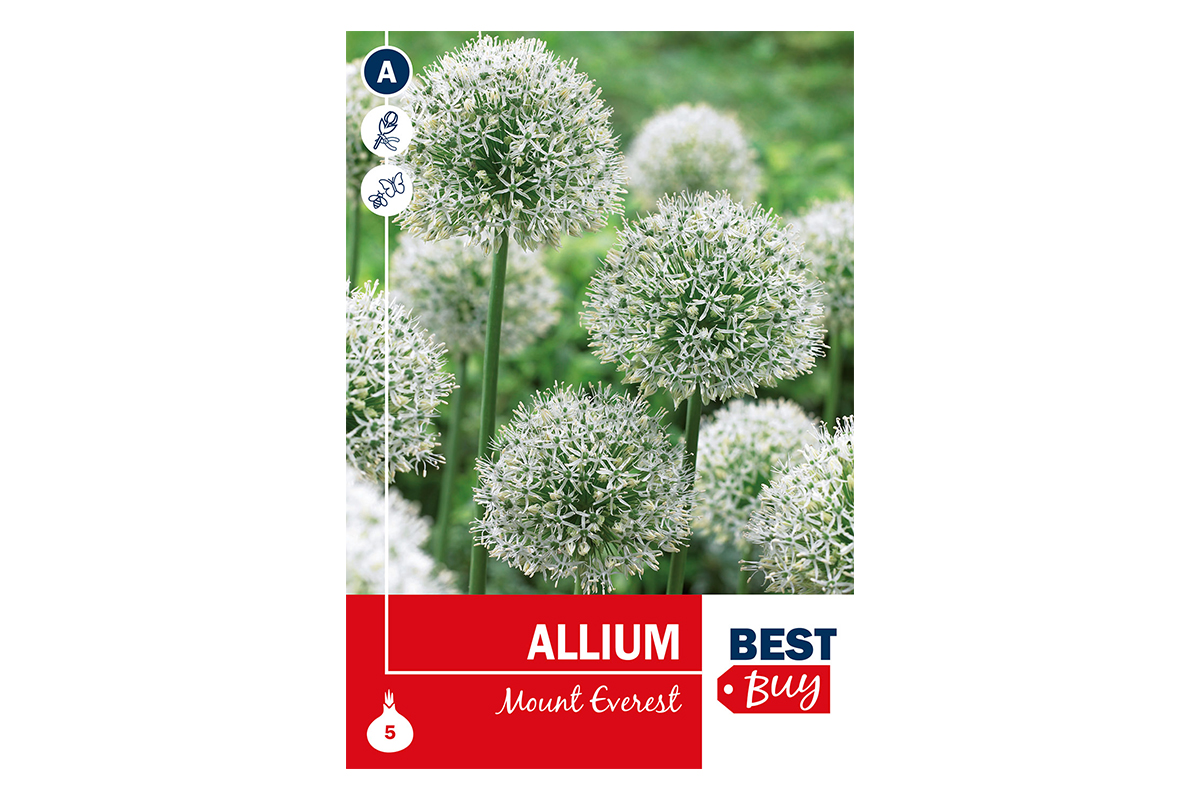 Super Best Buy Allium Mount Everest 5/1 