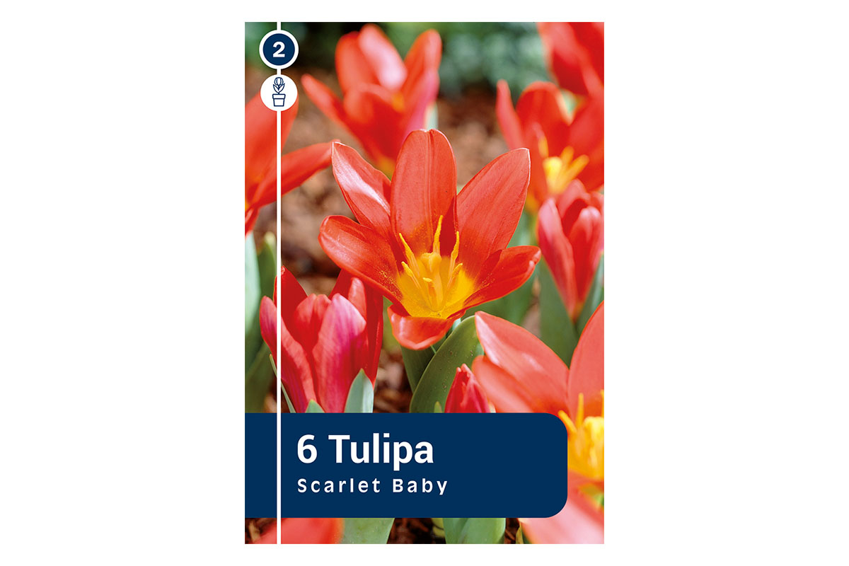 Master Tulipa Scarlet Baby 6/1 
