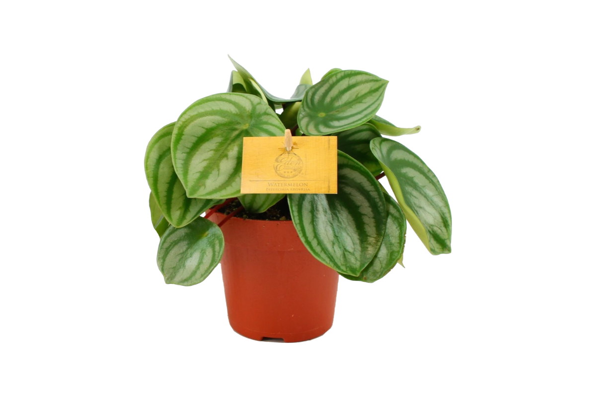 POPROVKA (Peperomia sp.), MIX, P12H20 