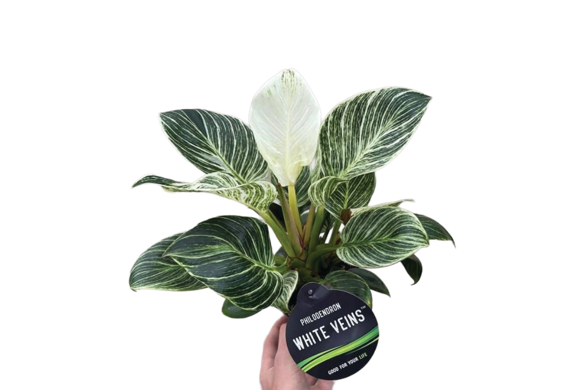 FILODENDRON (Philodendron sp. 