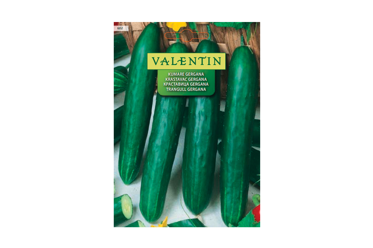 KUMARE GERGANA 602 Valentin