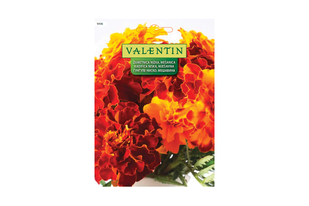 ŽAMETNICA NIZKA - MEŠANICA (Tagetes) 5436 Valentin