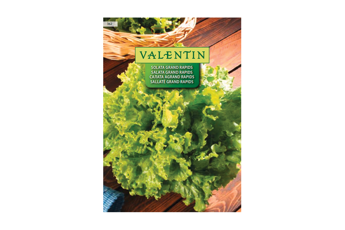 SOLATA GRAND RAPIDS (Gentilina) 362 Valentin