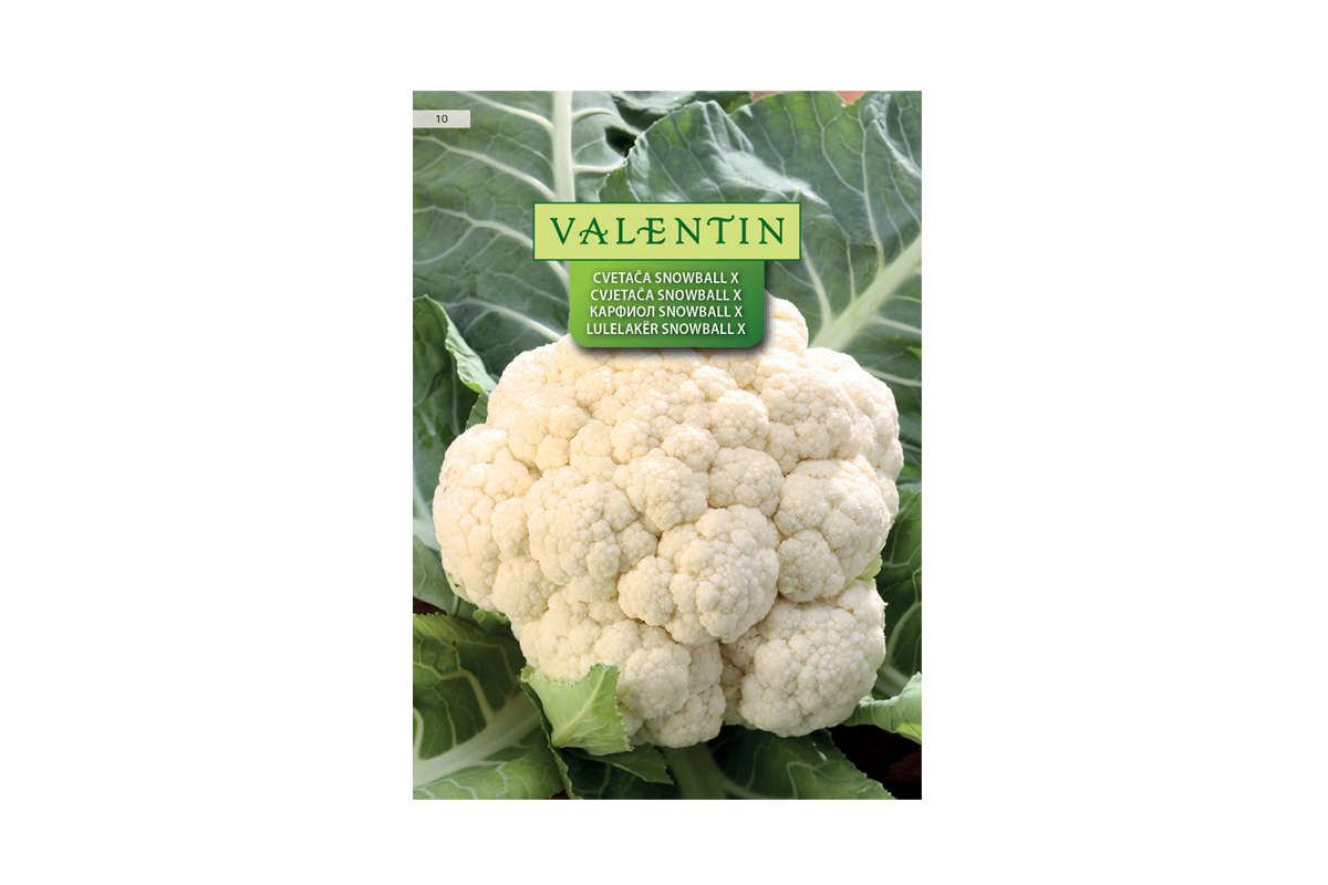 CVETAČA SNOWBALL X 10 Valentin