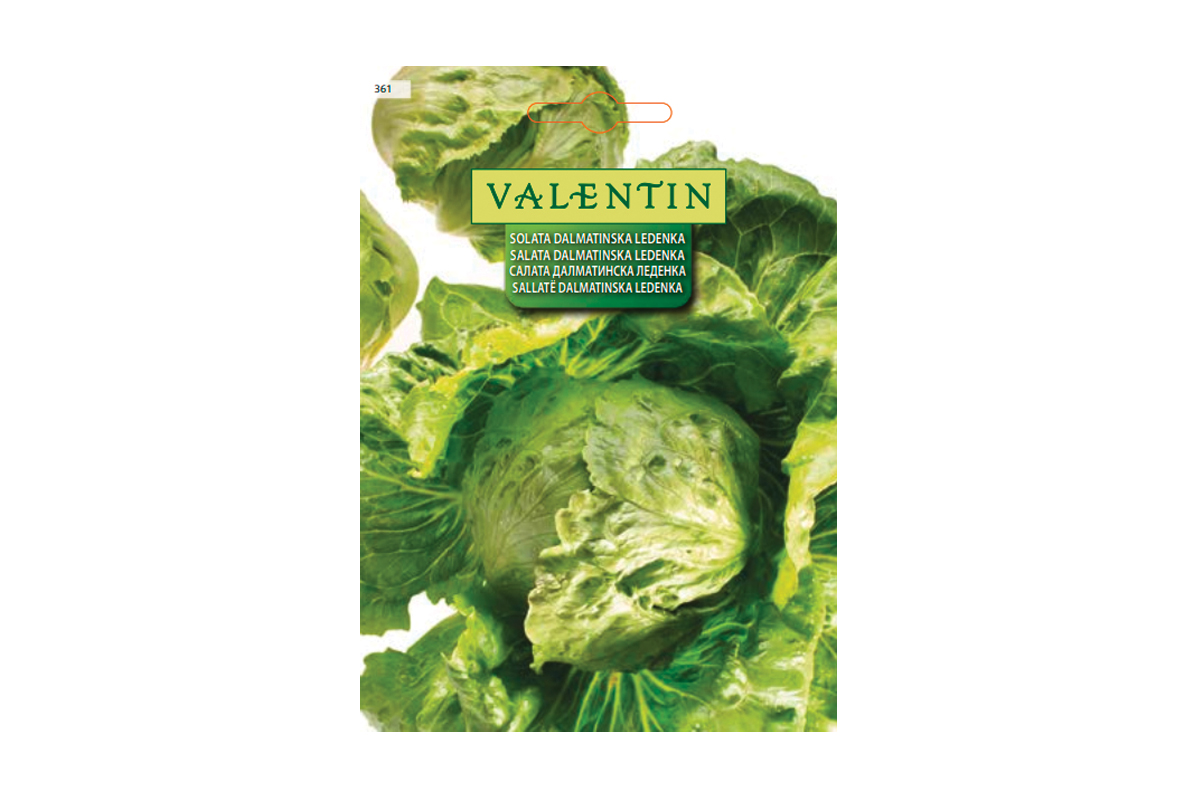 SOLATA DALMATINSKA LEDENKA 361 Valentin