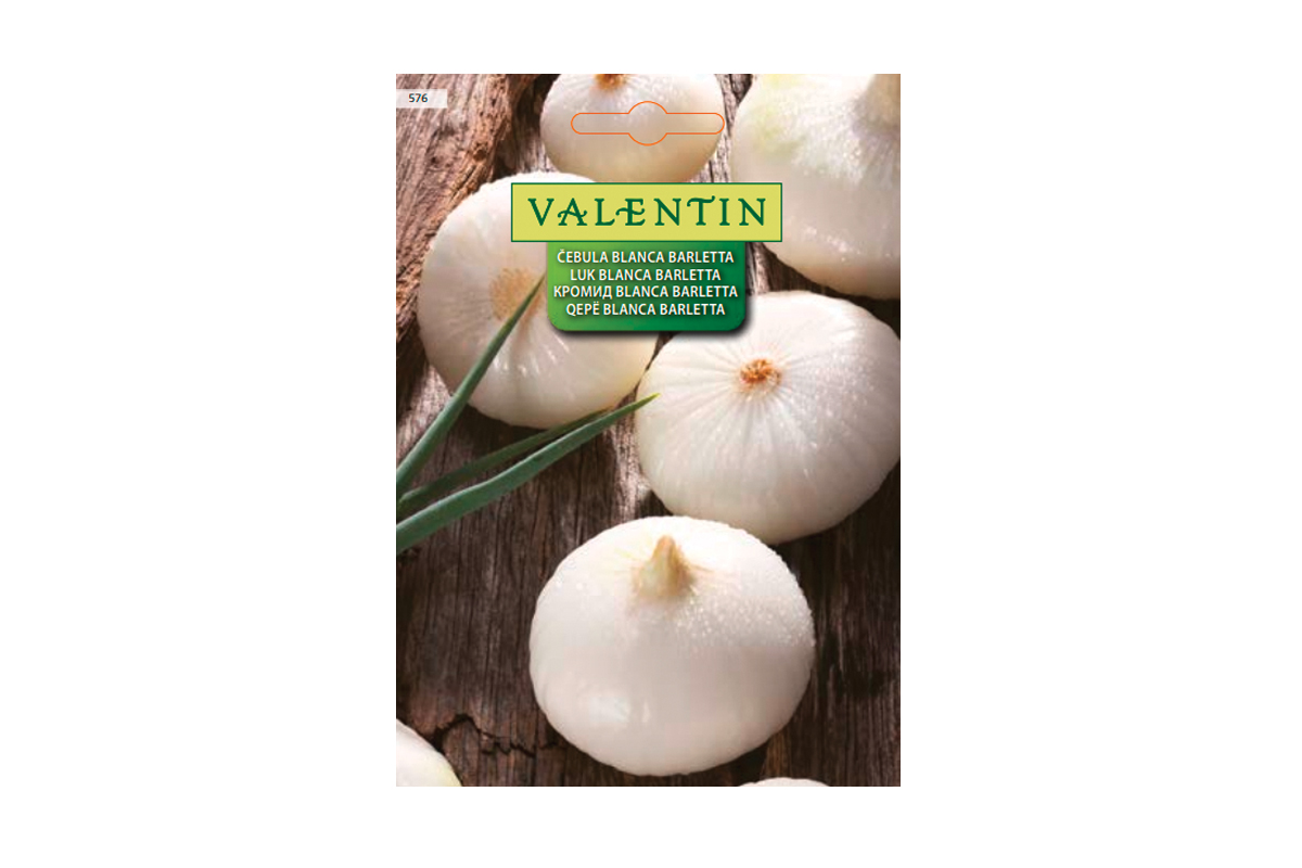 ČEBULA BLANCA BARLETTA 576 Valentin