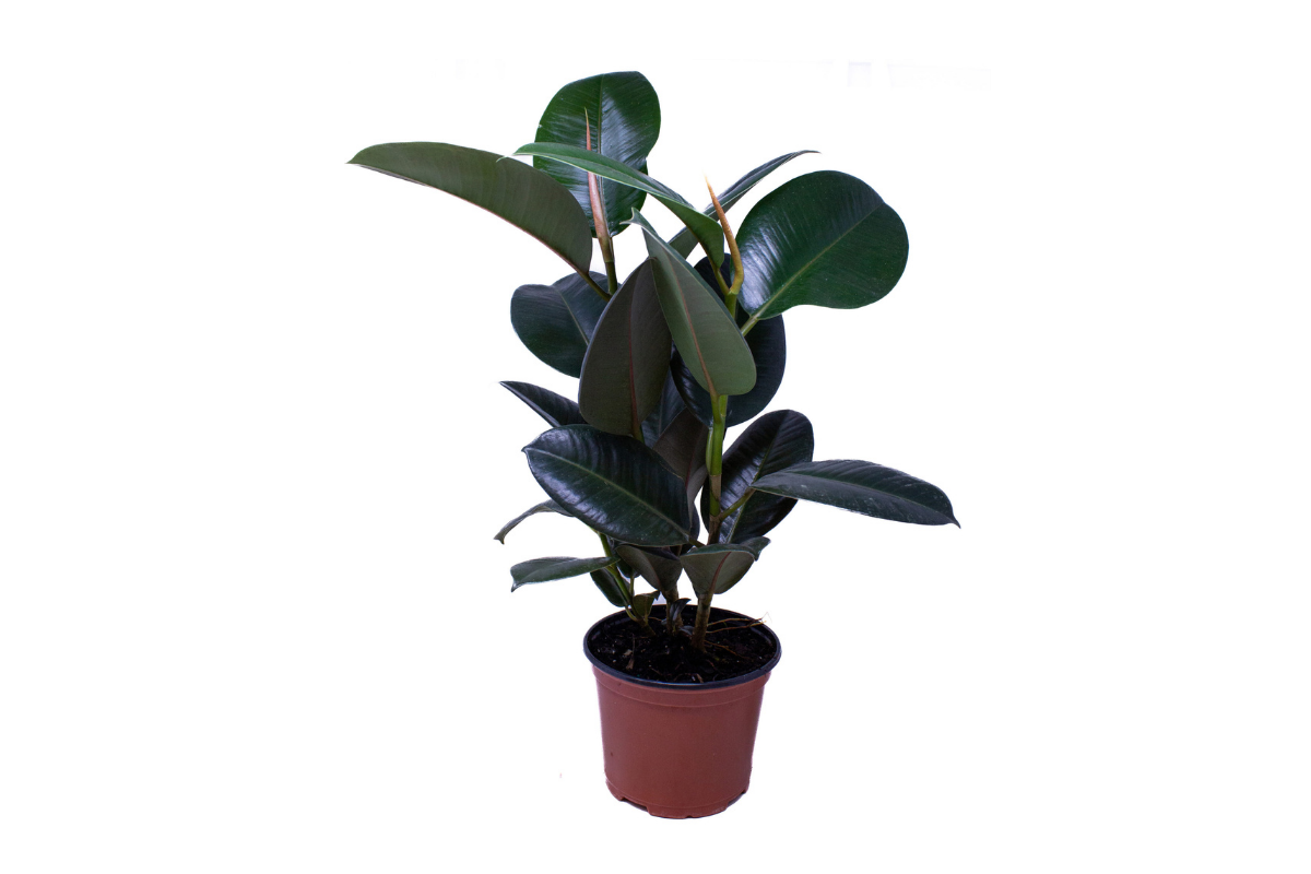 FIKUS GUMOVEC (Ficus elastica 