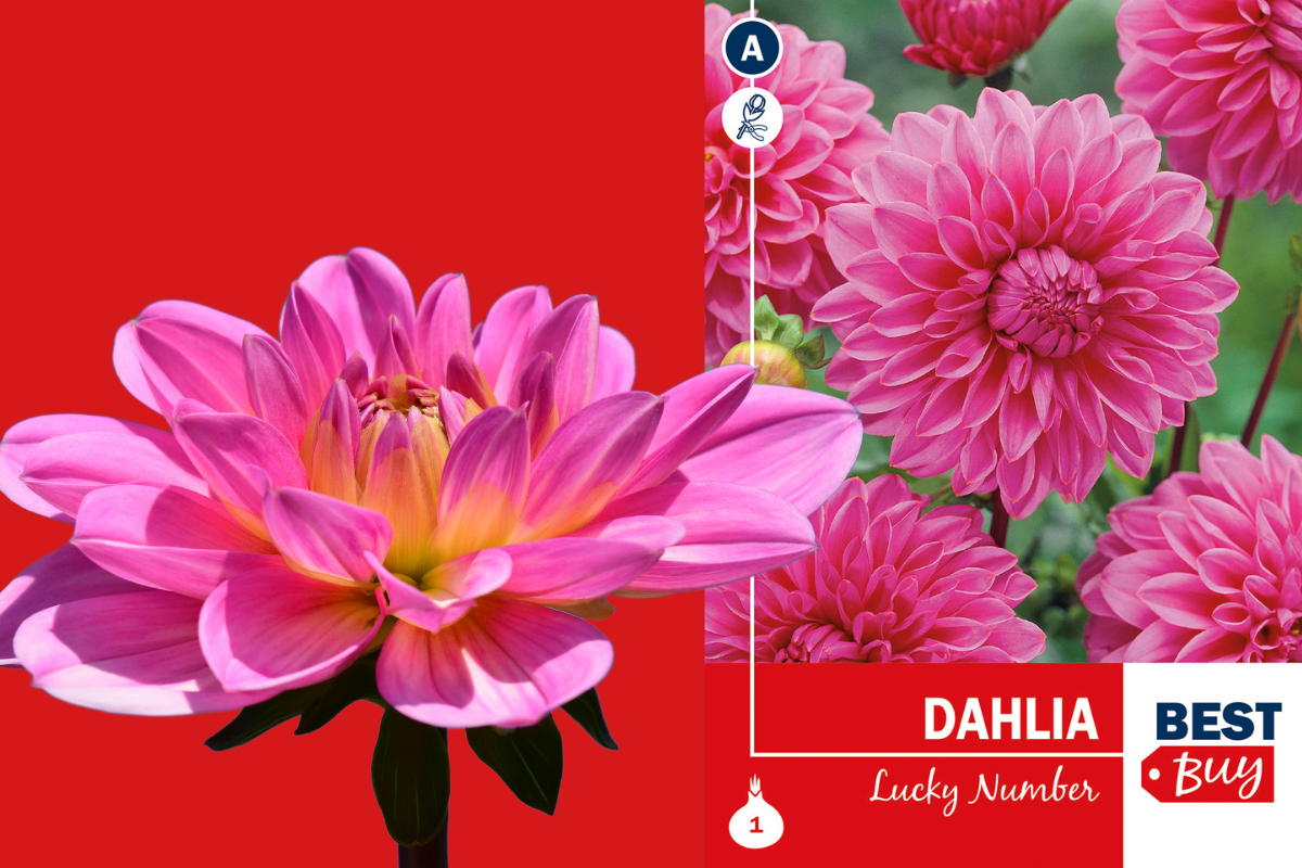 Best Buy Dahlia Decorative Lucky Number 1/1 