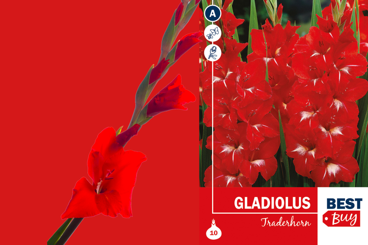 Best Buy Gladiolus Traderhorn 10/1 