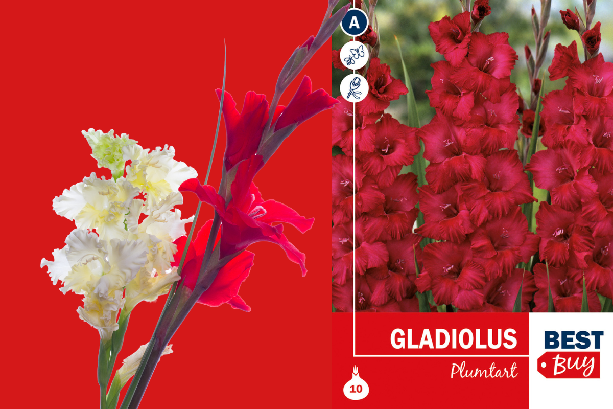 Best Buy Gladiolus Plumtart 10/1 