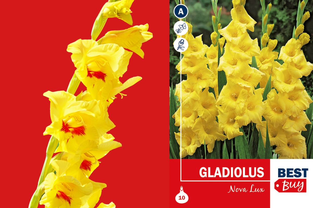 Best Buy Gladiolus Nova Lux 10/1 