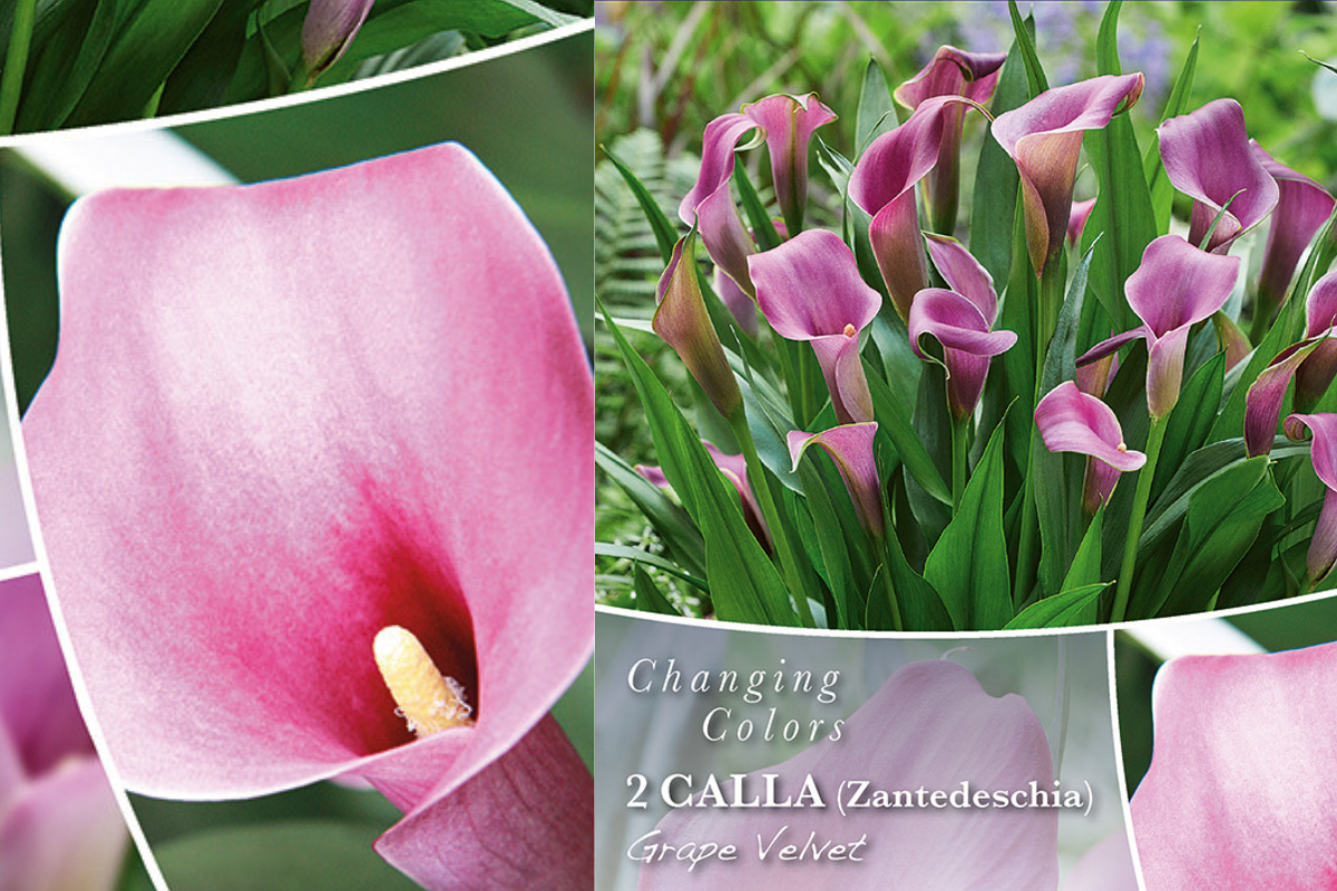 Changing Colors Calla Grape Velvet 2/1