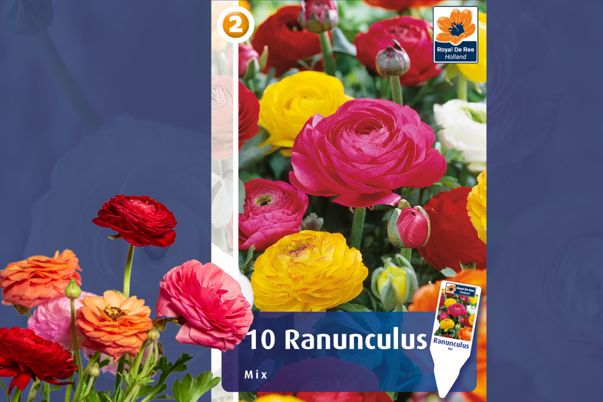 Master Ranunculus Mix 10/1 