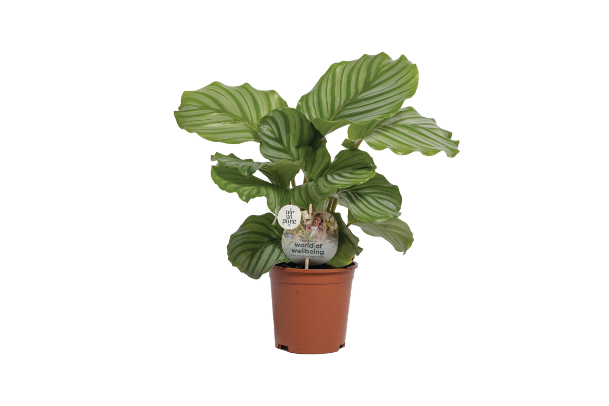 KALATEJA (Calathea orbifolia, Air so Pure), P14H50 