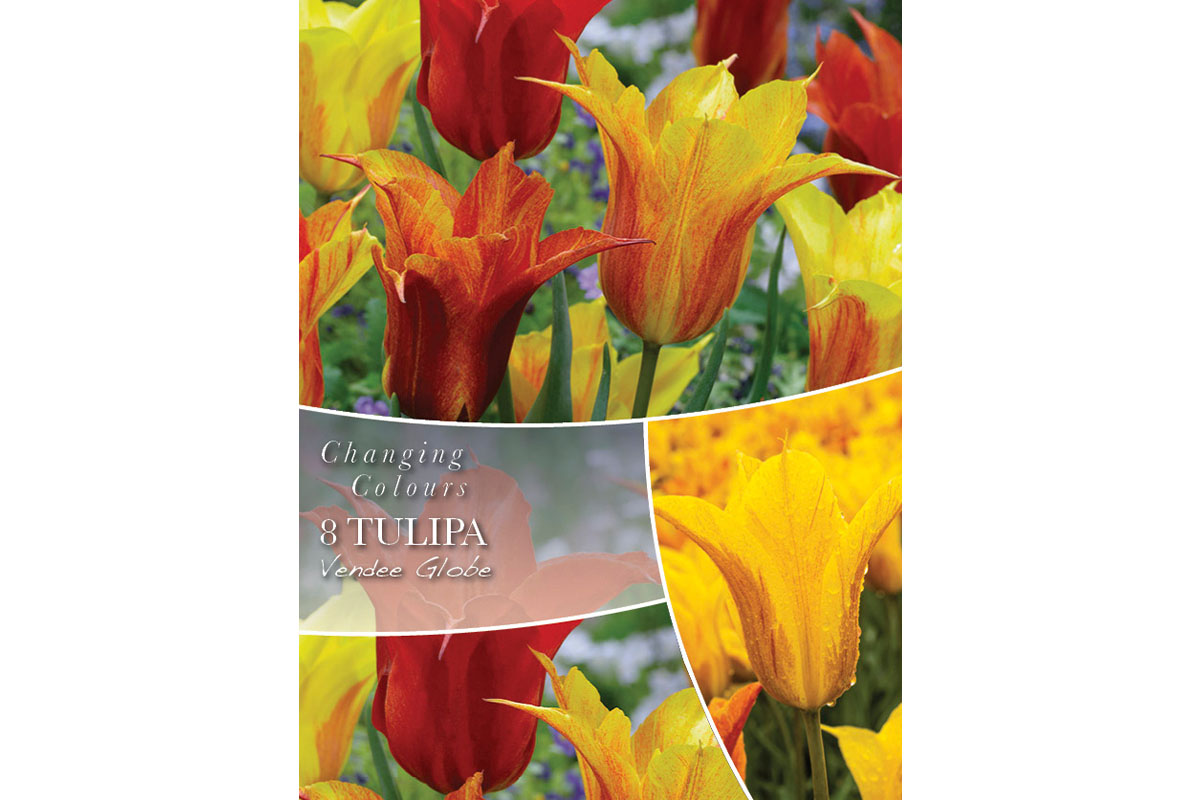 Changing Colors Tulipa Vendee Globe  8/1 