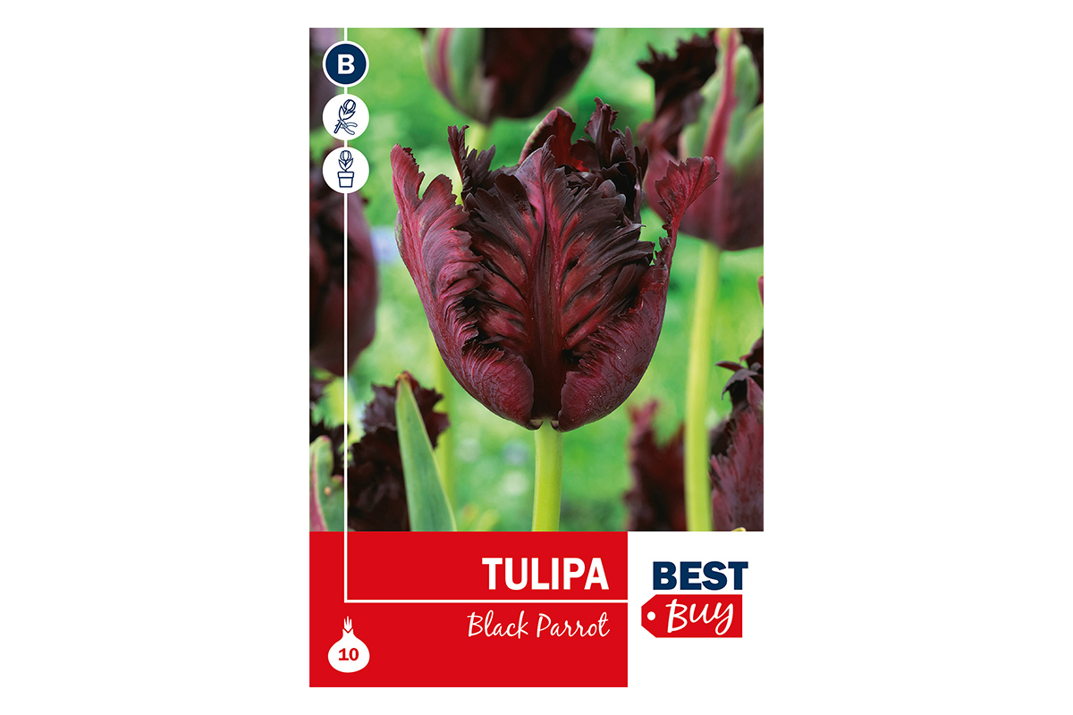 Super Best Buy Tulipa Black Parrot 5/1 