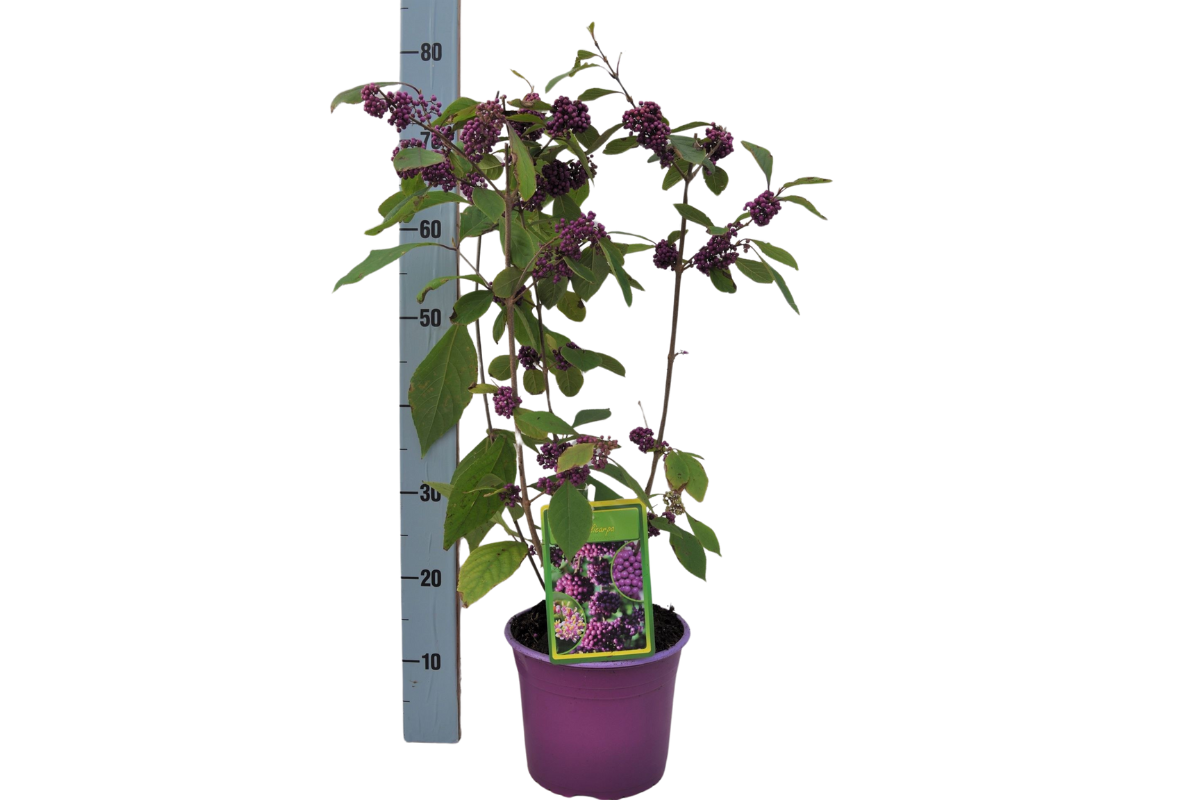LEPOPLODKA (Callicarpa bodinieri 