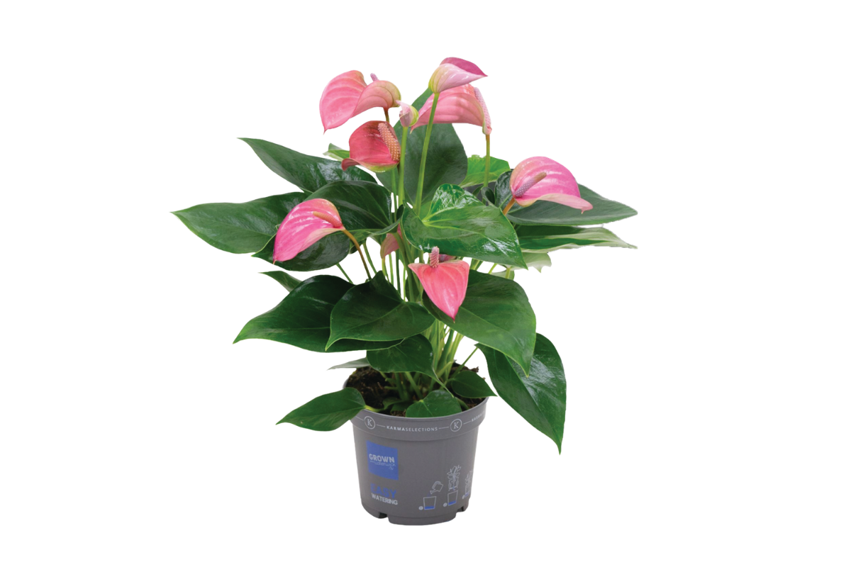 FLAMINGOVEC (Anthurium andraeanum Joli), P12H43