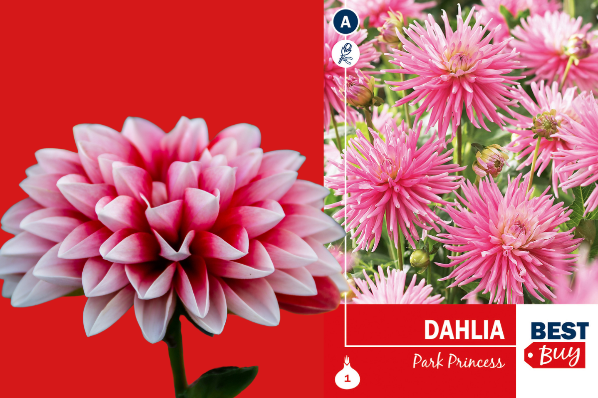 Best Buy Dahlia Cactus Park Princess 1/1 