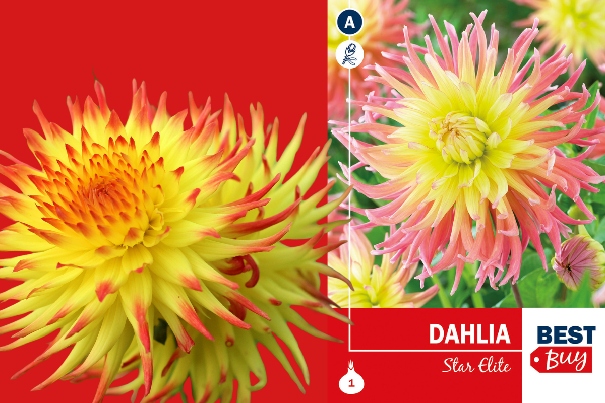 Best Buy Dahlia Cactus Star Elite 1/1 