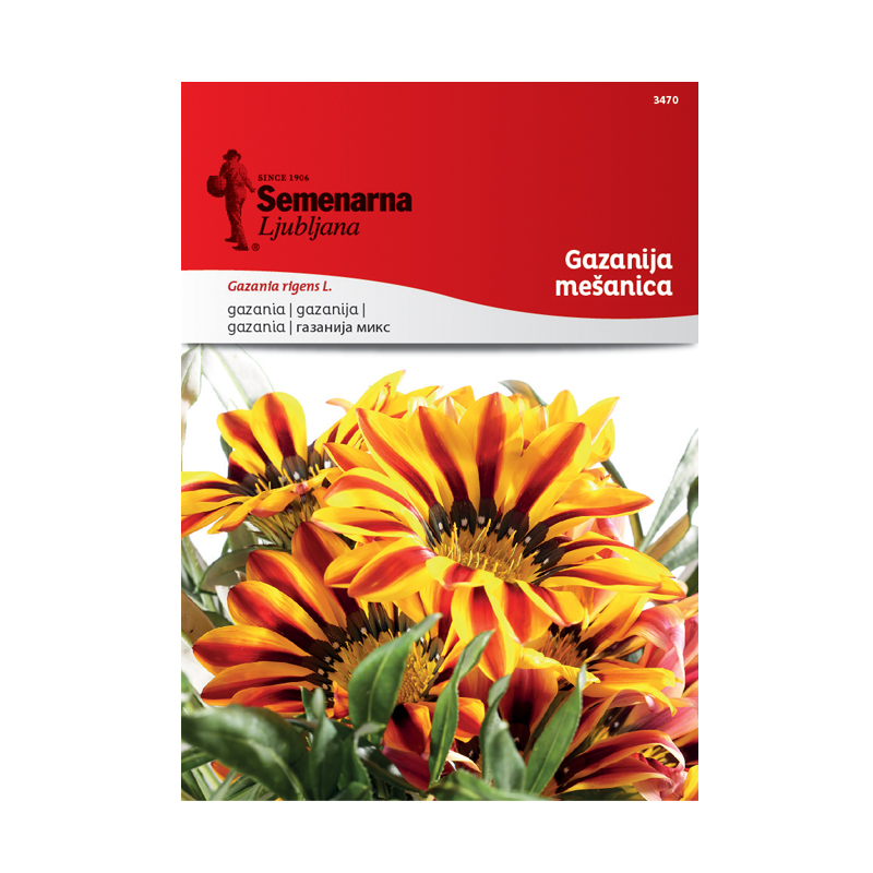 GAZANIJA - MEŠANICA 3470 Semenrana