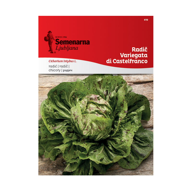 RADIČ VARIEGATA DI CASTELFRANCO 419 Semenarna