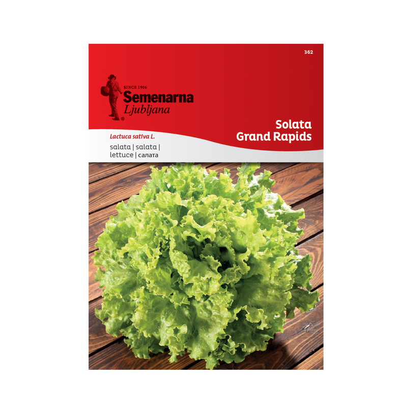 SOLATA GRAND RAPIDS (GENTILINA) 362 Semenarna