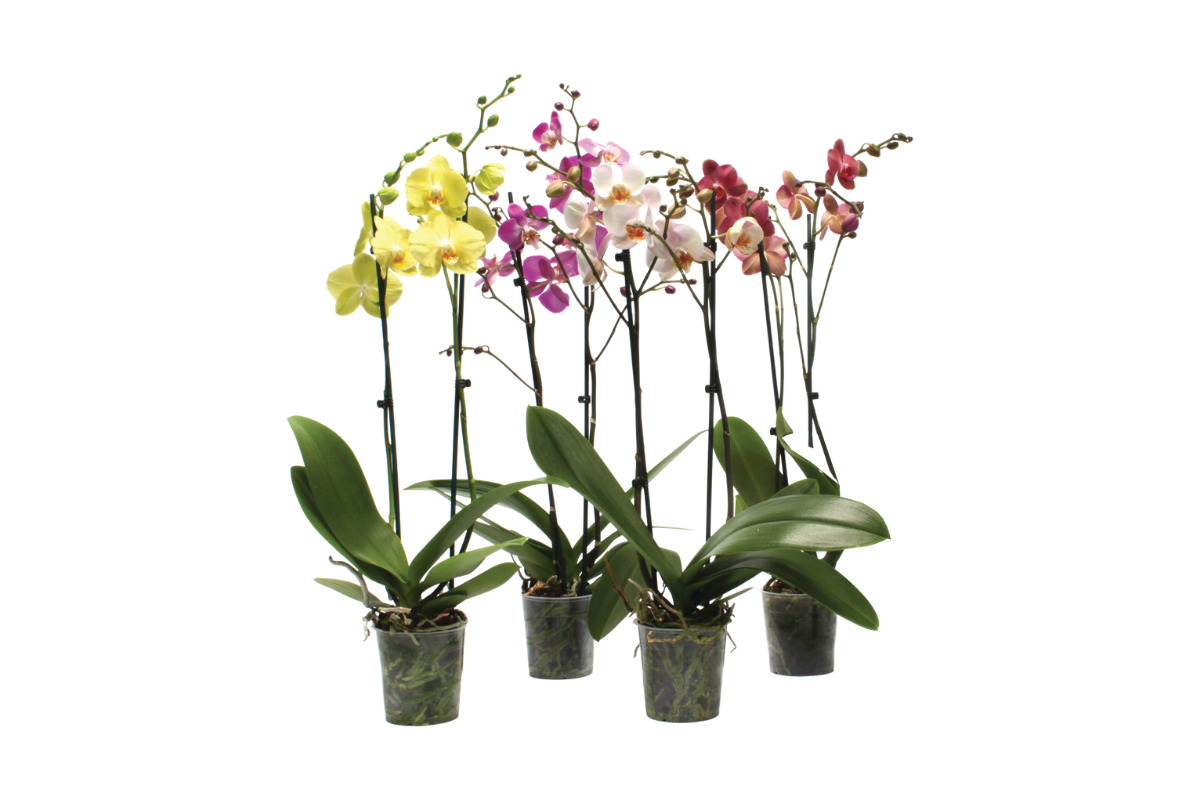 ORHIDEJA PHALAENOPSIS (Phalaenopsis sp.), MIX, 2 STEBELNA, P12H55 