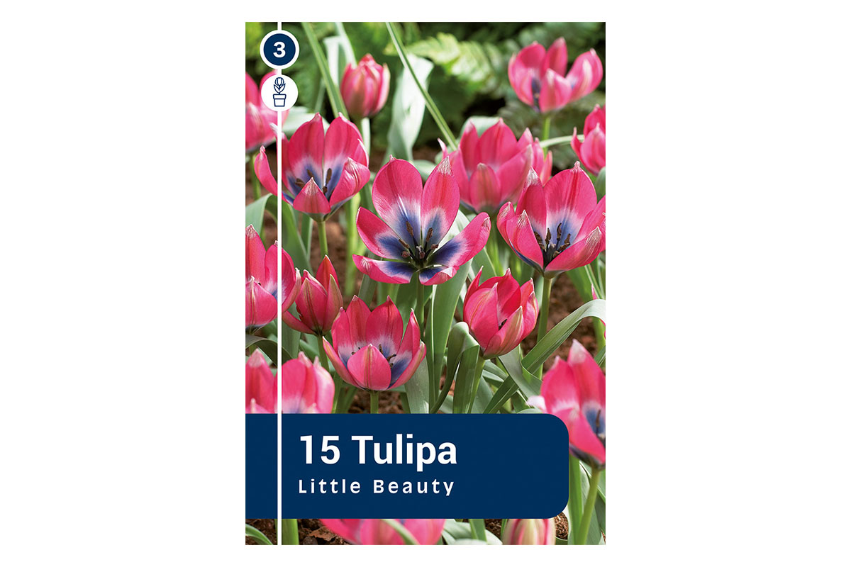 Master Tulipa Little Beauty 15/1 