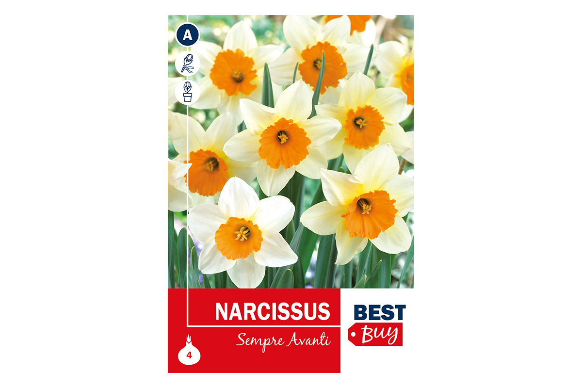 Super Best Buy Narcissus Sempre Avanti 4/1 
