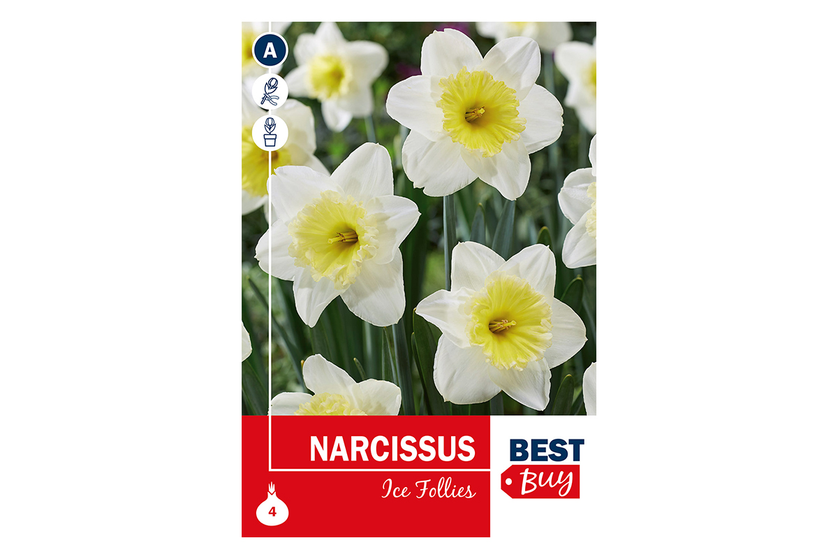 Super Best Buy Narcissus Ice Follies 4/1 