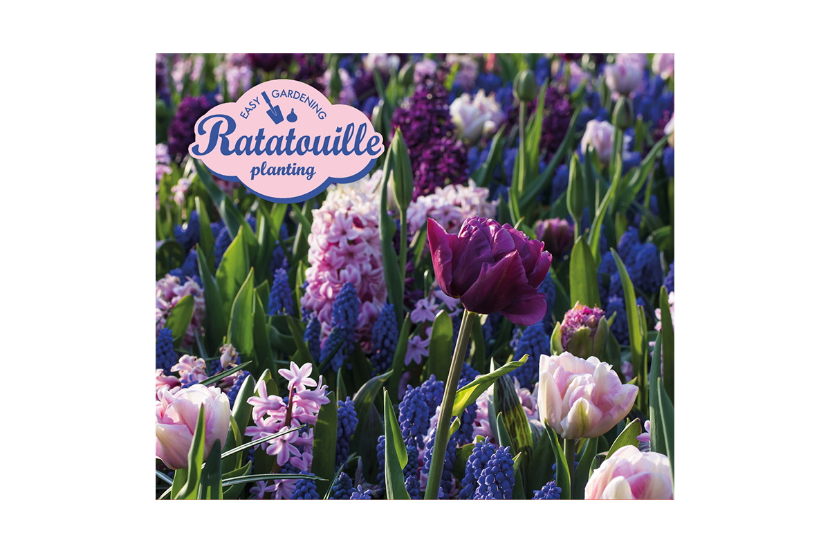 Ratatouille, Purple & Blue Tones 30/1 