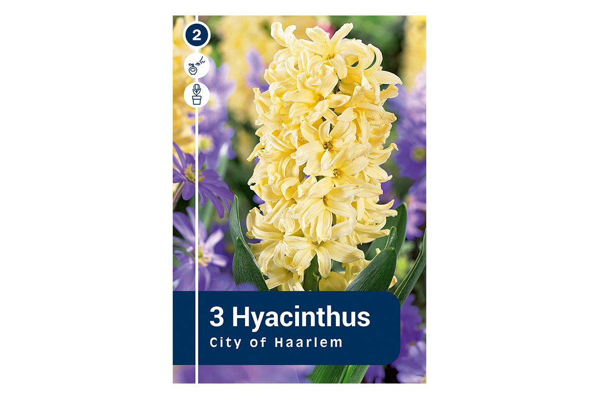 Master Hyacinthus Mix 3/1 