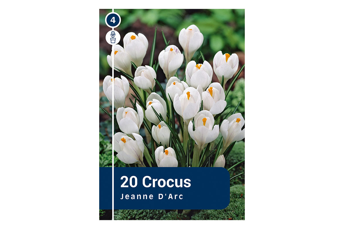 Master Crocus Jeanne d