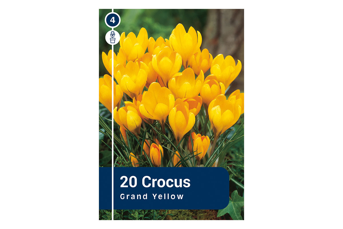 Master Crocus Grand Yellow 20/1 