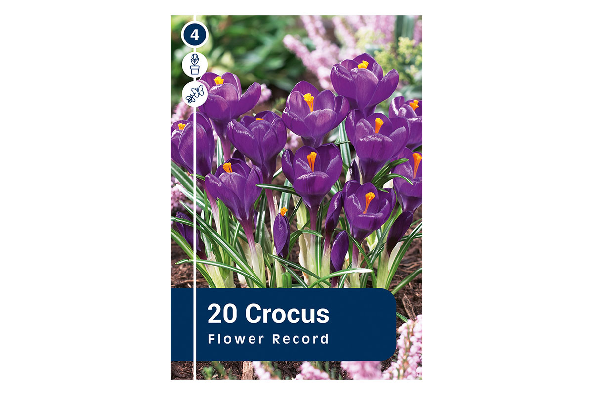 Master Crocus Flower Record 20/1 