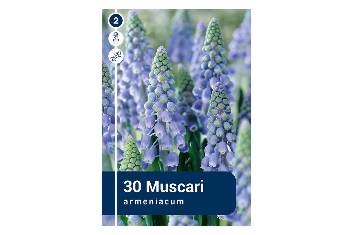 Master Muscari Armeniacum Blue  30/1 